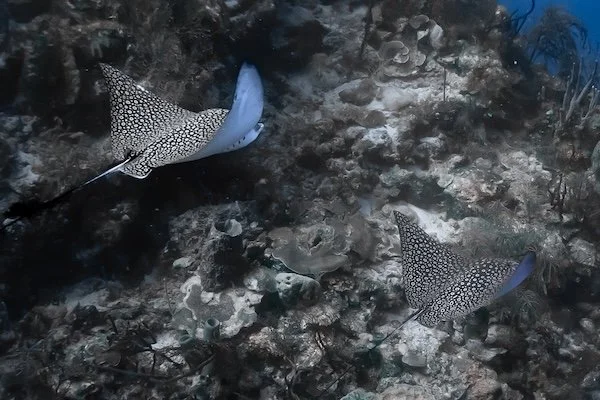 Two Eagle Rays Over the Reef – Belize (Jan 2023)