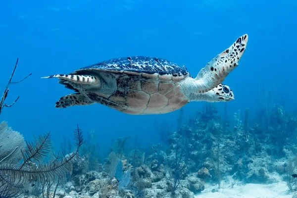 Hawksbill Turtle – Belize (Jan 2023)