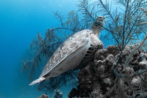 Green Turtle Grazing – Belize (Jan 2023)
