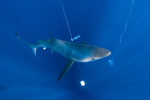 Blue Shark Investigating the Lines
