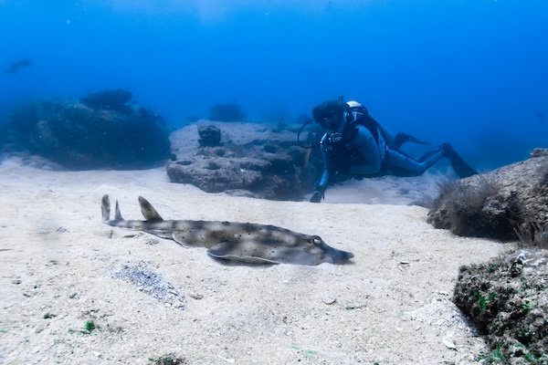 Guitarfish Encounter