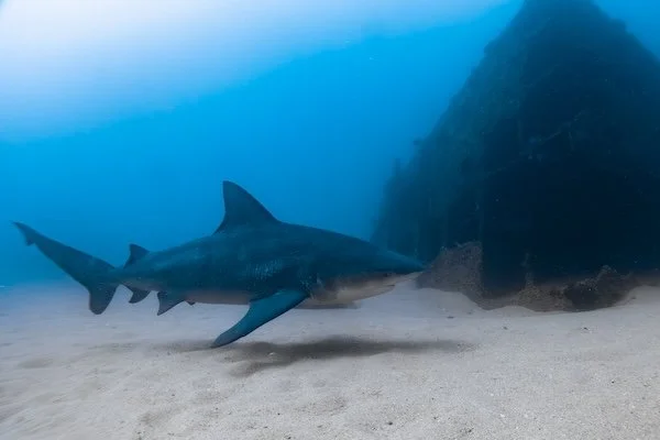 Bull Shark at the Wreck
