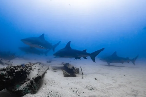 Bull Sharks Circling the Wreck