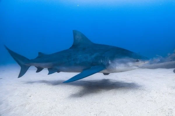 Bull Shark in the Sand Channels