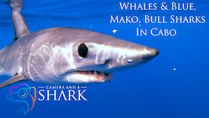 Whales &amp; Blue, Mako, Bull Sharks in Cabo