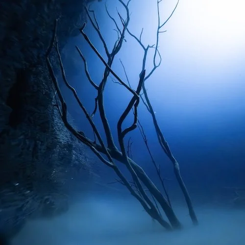 Silhouette in the Light