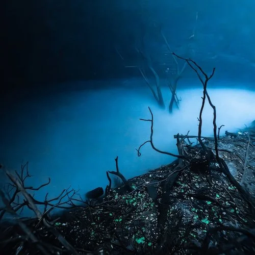 Branches in the Mist