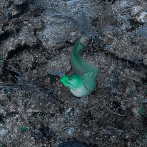 Loggerhead Over the Reef