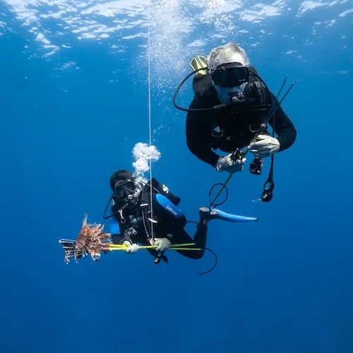 Lionfish Catch
