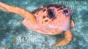 A Week With ReefCI