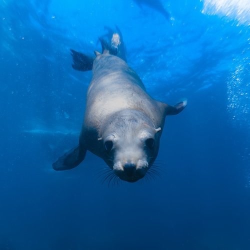 Curious Sea Lion