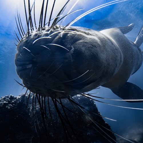 Whiskers Up Close