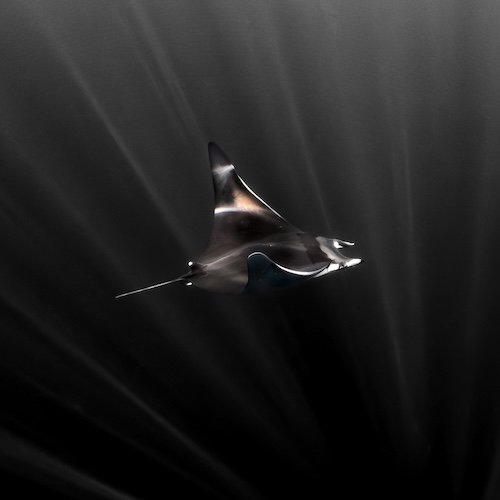 Mobula in the Light