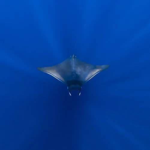 Mobula Ray From Below