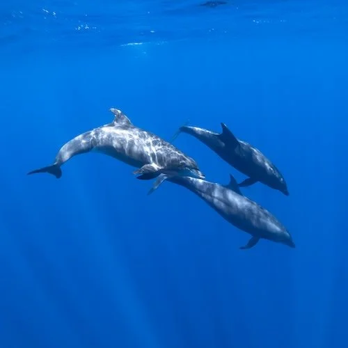 Dolphin Company