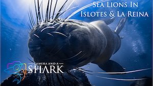 Sea Lions in Islotes &amp; La Reina