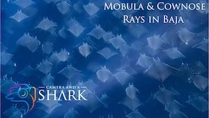 Mobula &amp; Cownose Rays in Baja