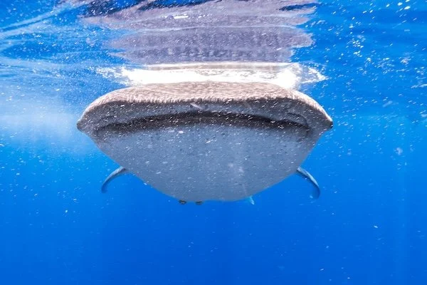 Whale Shark at the Surface