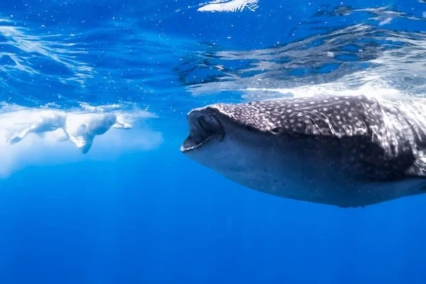 Gentle Giant at the Surface