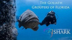 The Goliath Groupers of Florida — Short Video