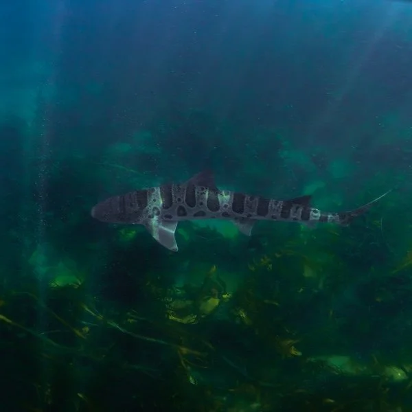 Leopard Shark in the Kelp