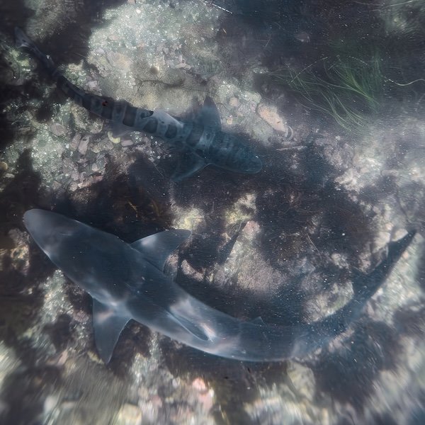 Leopard Shark and Tope Shark