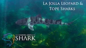 La Jolla Leopard &amp; Tope Sharks — Short Video