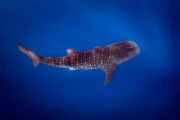 Whale Shark in the Open Blue