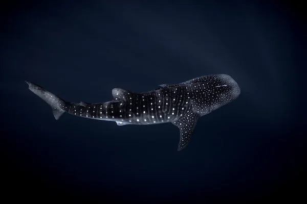 Whale Shark in Dark Water