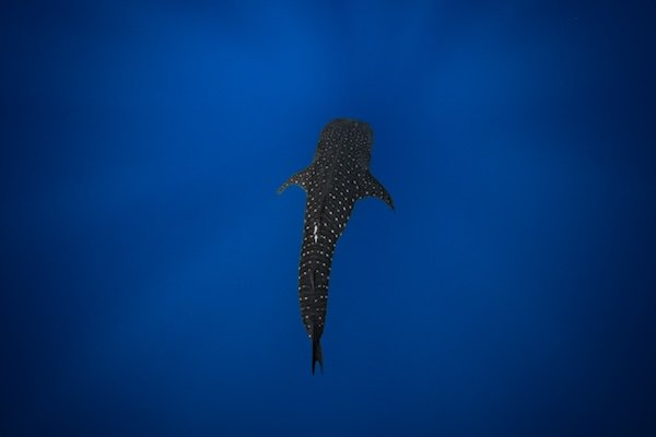 Juvenile Whale Shark in the Blue