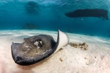 A stingray resting on a sandy seafloor — a quiet moment of stillness that reflects the connection between photographer and marine life.