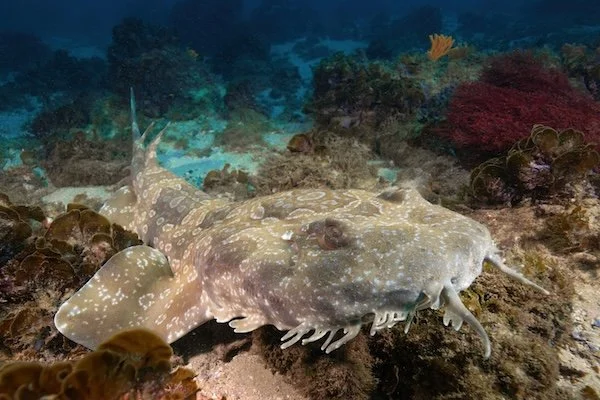 A wobbegong shark camouflaged against the reef, its patterned body blending perfectly with coral textures and shadow.