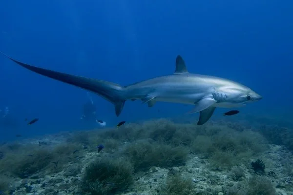 A thresher shark sweeping its long tail through silver-blue water, a quiet hunter defined by grace and precision.