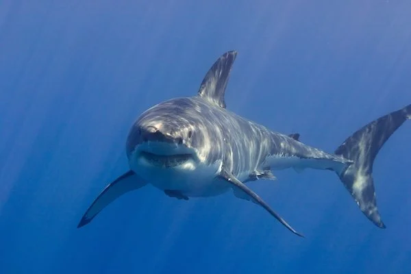 A great white shark swimming through open blue water, reflecting both power and mystery as one of the ocean’s most misunderstood predators.