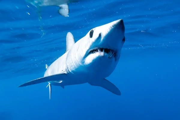 And there it was — my first mako sighting. I’d spent years trying to encounter one in the Atlantic, each time striking out. It wasn’t until a fateful trip to Cabo San Lucas in 2023 that I finally got the chance to meet her. One of the guides mentione