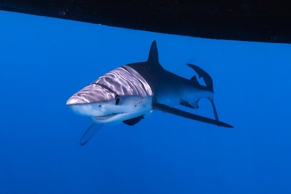 The cutest of the bunch — the playful blue shark. I wish I could replace everyone’s image of Jaws with this face everyone can love, a reminder that not every shark story needs to be told in teeth and fear.