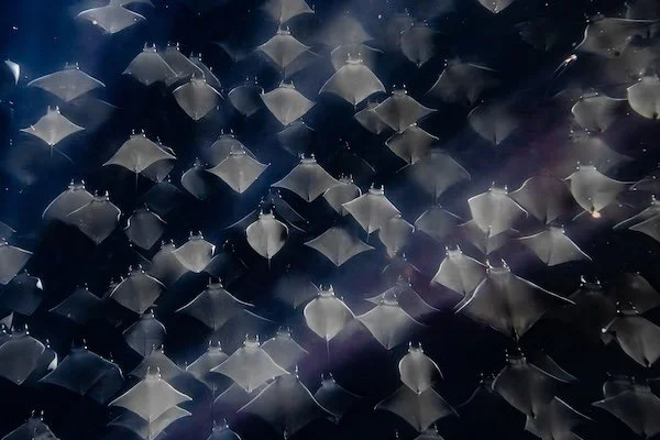 Mobula Ray Aggregation