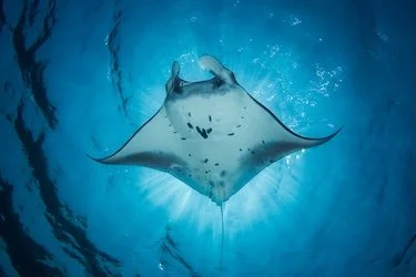 A manta ray gliding through blue water — capturing the grace and majesty of one of the ocean’s most iconic species.