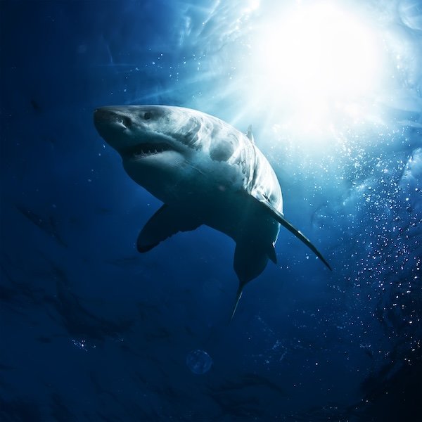 Great white shark swimming beneath sunlight — symbolizing the beauty and misunderstood nature of sharks.
