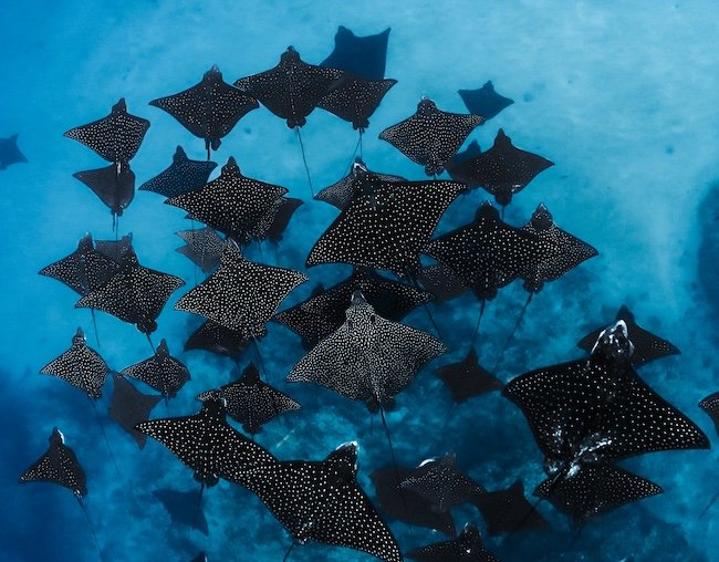 A fever of eagle rays gliding in formation through clear blue water — capturing the grace, rhythm, and quiet power of the ocean in motion.