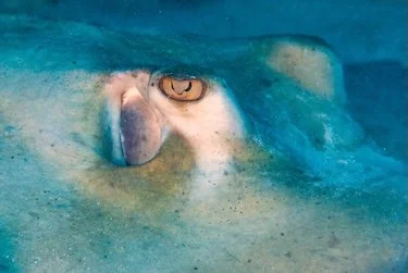 Close-up of a stingray’s eye beneath the sand — revealing the quiet intelligence and awareness of marine life beneath the surface.