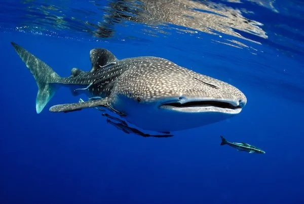 A whale shark swimming gracefully in clear tropical water, revealing the gentle scale and serenity of the ocean’s largest fish.