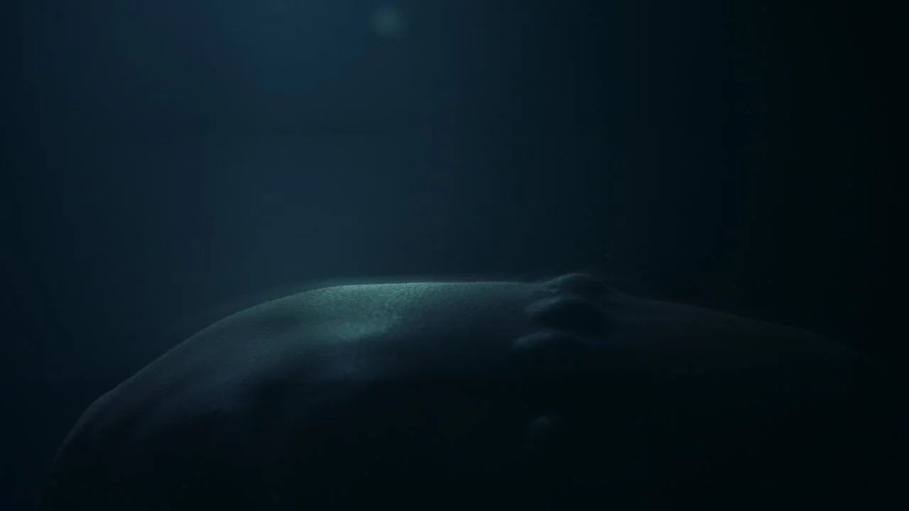 TSMMO-LO-13.jpg