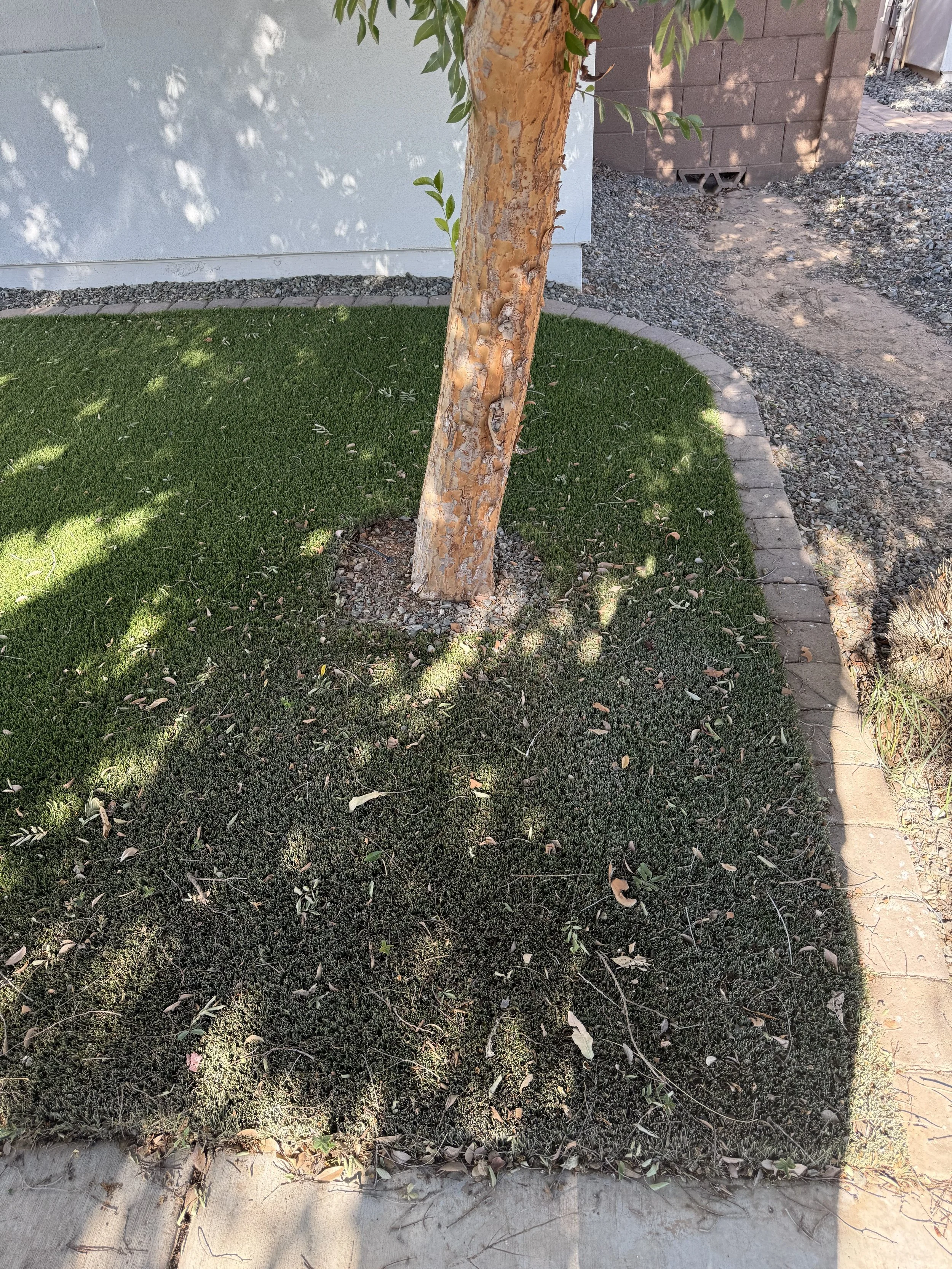 A tree with peeling bark in a landscaped yard with green grass and a flower bed bordered by bricks, adjacent to a concrete sidewalk, under a partly sunny sky.