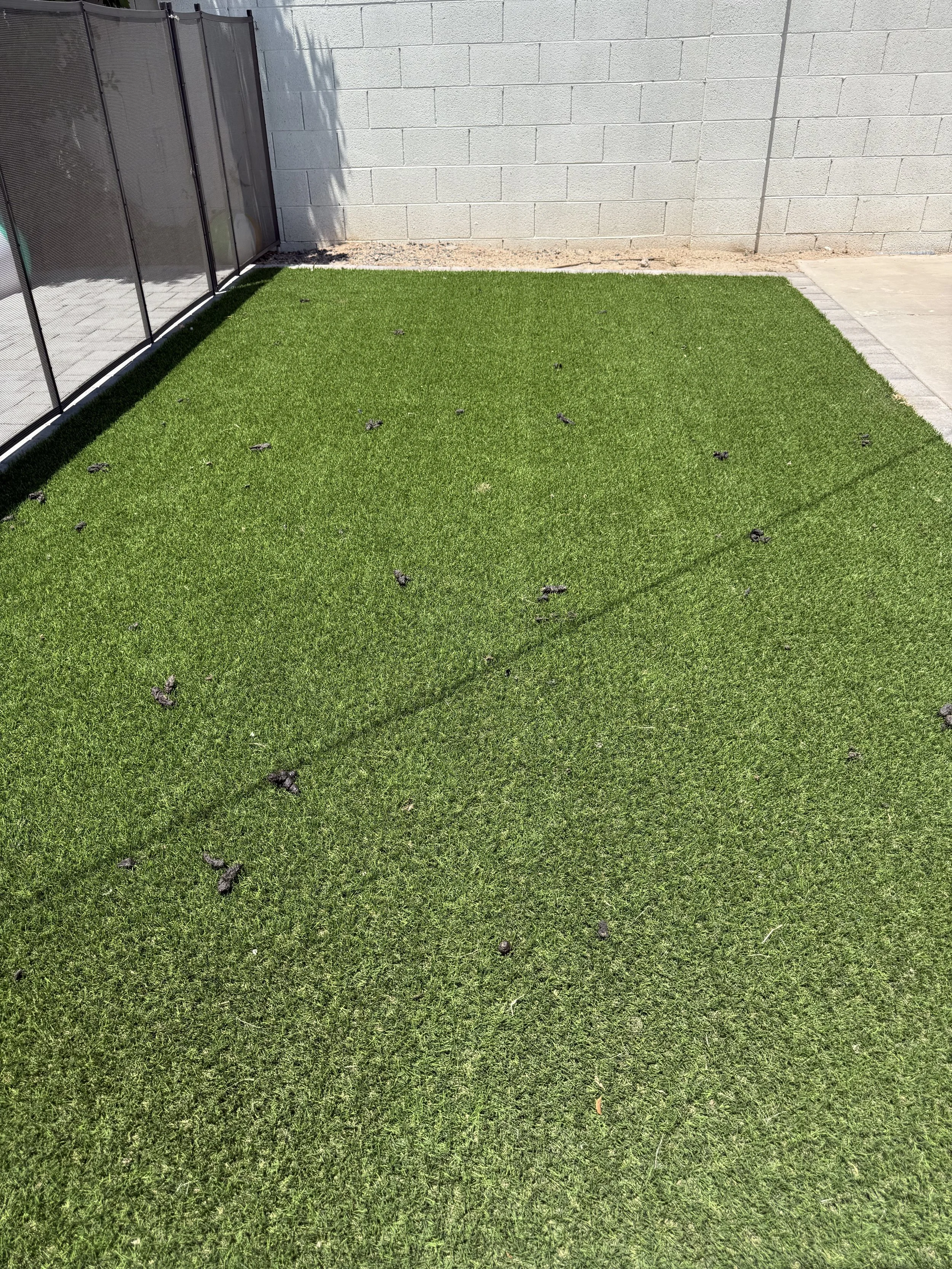 Artificial green grass lawn with scattered dog feces, bordered by a concrete sidewalk and gray cinder block wall, with part of a black metal fence on the left.