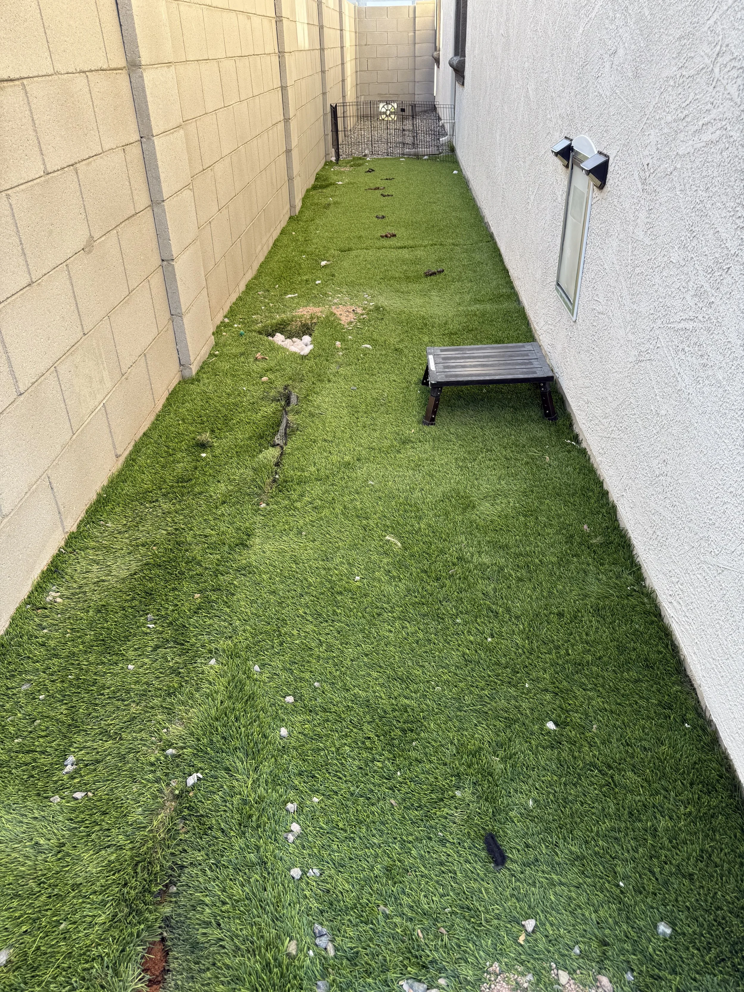 Kiwi Turf Cleaners, Clean turf, before and after, best turf cleaners in arizona, gilbert, scottsdale, fresh turf, odor removal, fluff, refluff, refresh, turf cleaning near me, tempe, mesa, affordable, best, five star, highly rated. 
