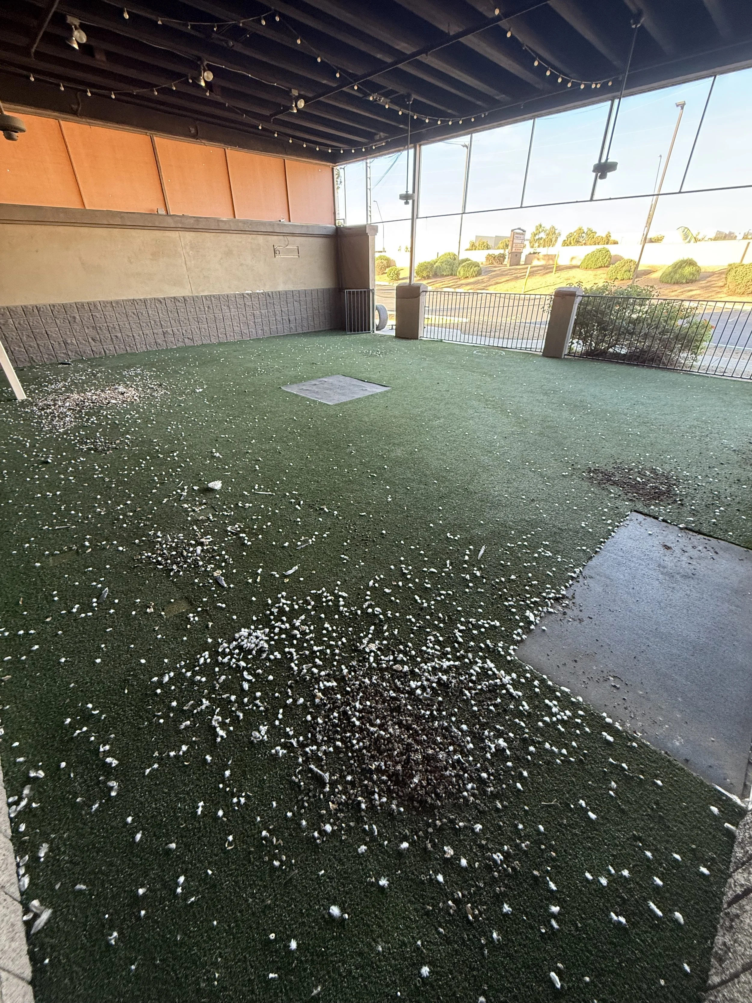 Kiwi Turf Cleaners, Clean turf, before and after, best turf cleaners in arizona, gilbert, scottsdale, fresh turf, odor removal, fluff, refluff, refresh, turf cleaning near me, tempe, mesa, affordable, best, five star, highly rated. 