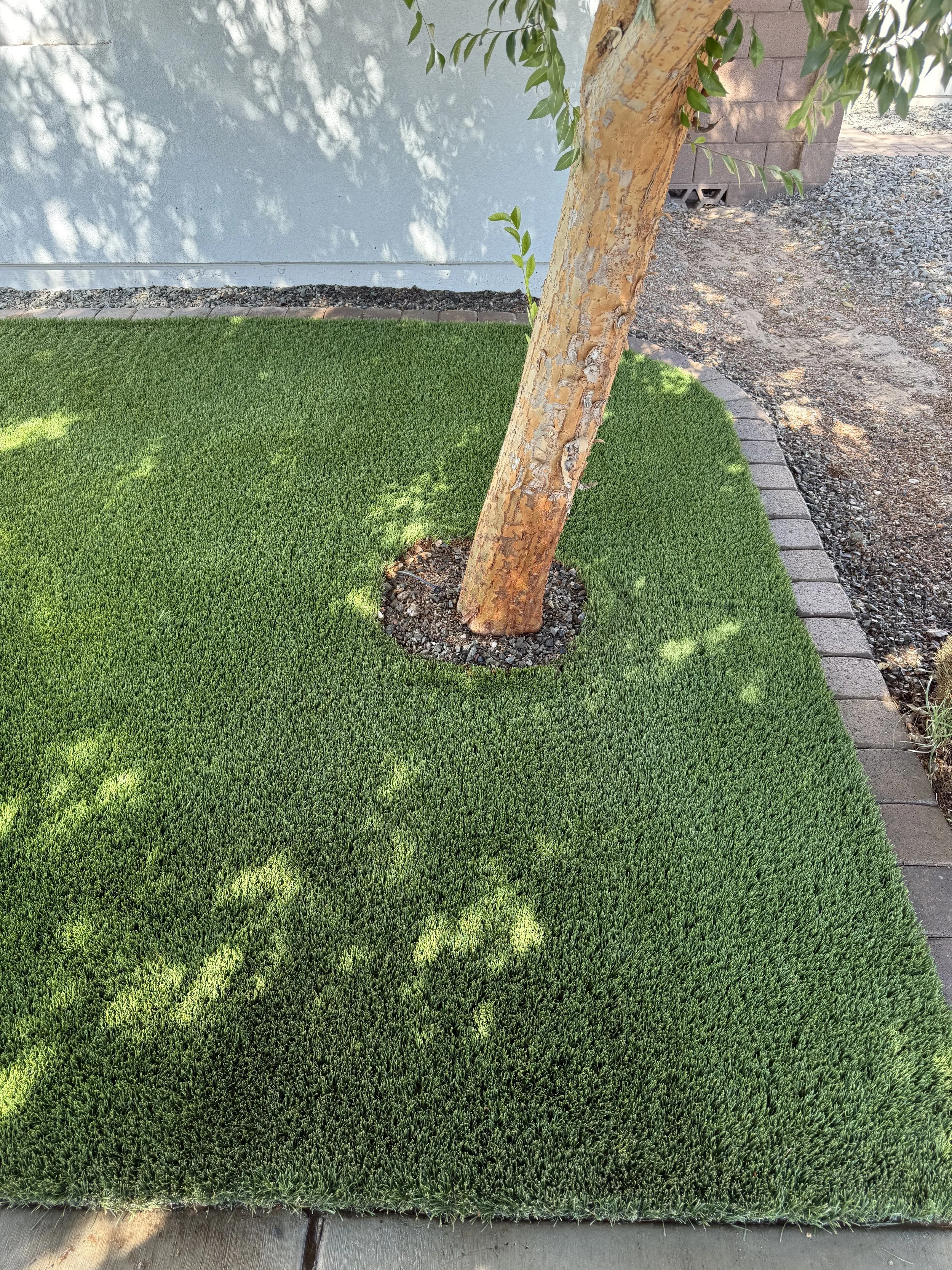 A small tree with peeling bark surrounded by artificial grass, with a concrete sidewalk in the foreground and a grey wall in the background.