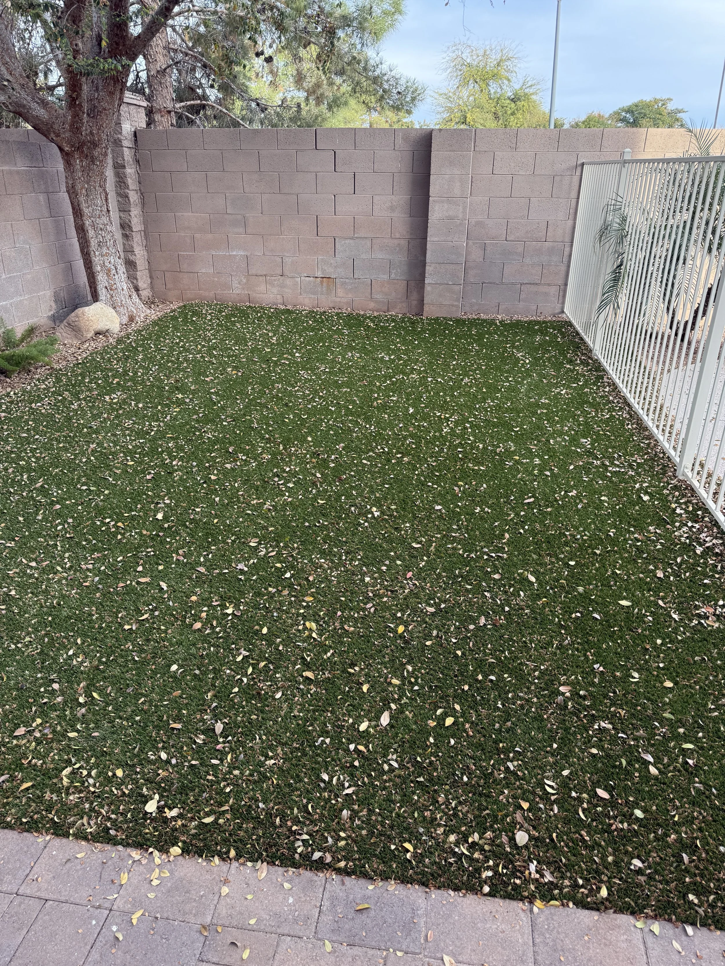 Kiwi Turf Cleaners, Clean turf, before and after, best turf cleaners in arizona, gilbert, scottsdale, fresh turf, odor removal, fluff, refluff, refresh, turf cleaning near me, tempe, mesa, affordable, best, five star, highly rated. 