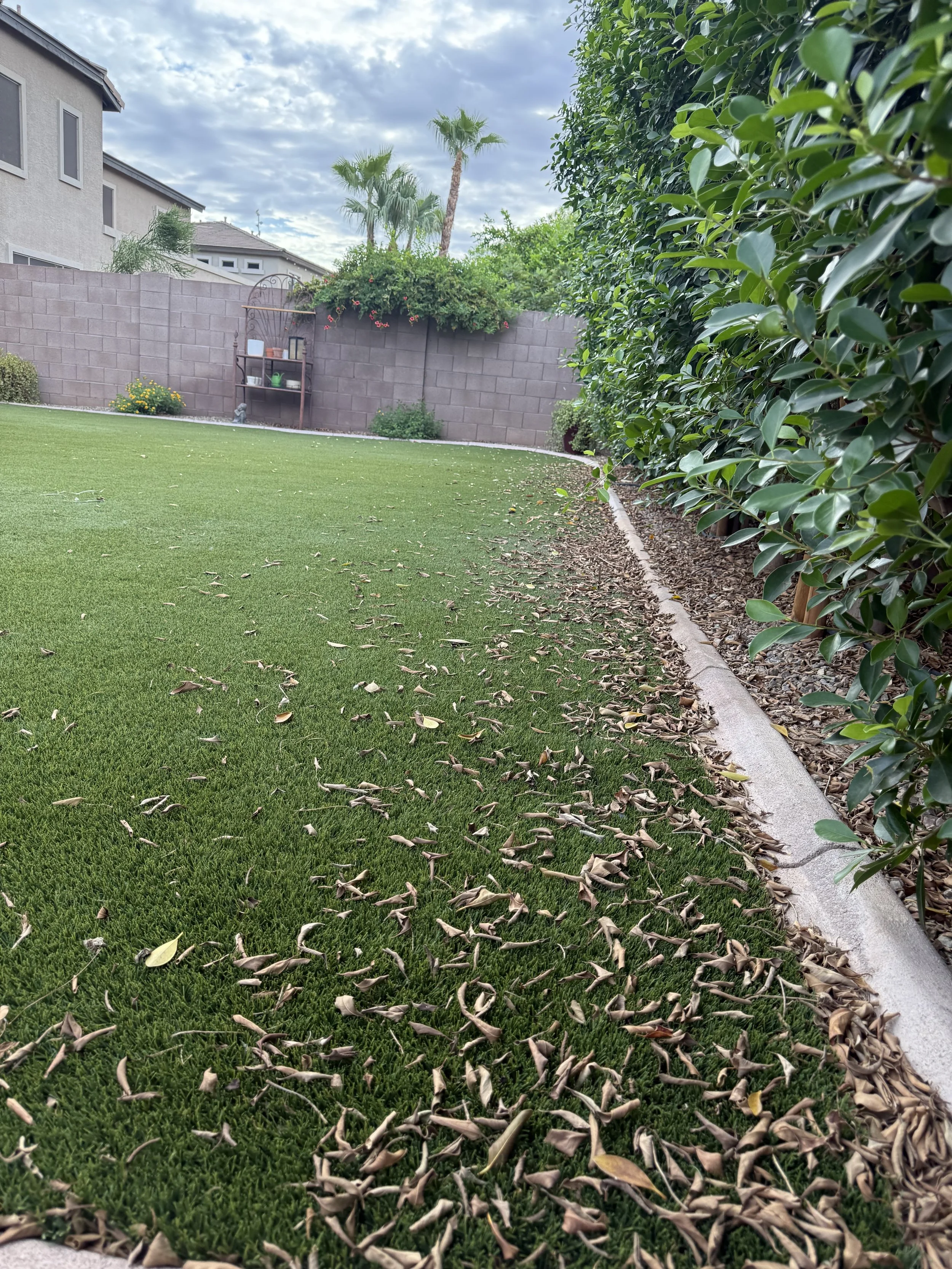 Well-maintained green lawn with scattered fallen brown leaves, bordered by a concrete edge and a row of glossy green bushes, with a brown brick wall and tall palm trees in the background under a partly cloudy sky.